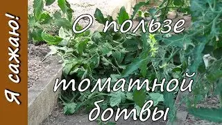 🍅 4 способа использования томатной ботвы. Я сажаю.