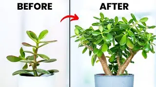 Grow Your Jade Plant 3x FASTER