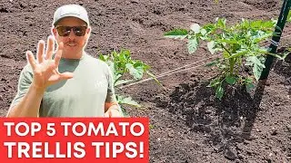 5 Rules for Tying Up Tomatoes: Essential Tips