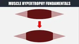 Muscle Hypertrophy Fundamentals | How to Train for Muscle Growth