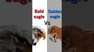 Comparison sounds || Bald eagle vs Golden eagle sound effects