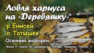 Ловля хариуса на "Деревяшку". р.Енисей, о.Татышев. Осенний марафон. Фильм 4:  Рождение "Текилы"...