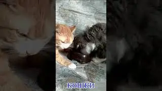 Любимые кошки, кошки, кошки...