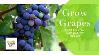 How to grow grape plants at home