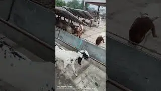 Goat farm in haryana Top
