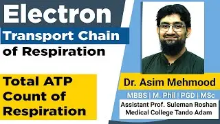 Electron Transport Chain of Cellular Respiration ( Hindi / Urdu )