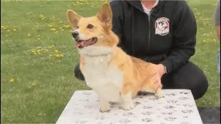 Missoula Valley Corgis host 'Corgtucky' Derby