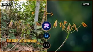 How to Blur Image Background and Lightroom Color Grading | PhotoRoom Editing | Lens Distortions Edit