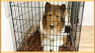 【Realistic dog costume】When I became a dog, I got locked in a cage!