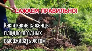 ВСЁ ЗАВИСИТ ОТ ПОСАДОЧНОГО МАТЕРИАЛА.  Посадка плодово-ягодных деревьев и кустарников летом.