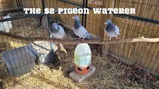 $2 Pigeon Waterer