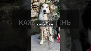 Сложно делать под этот трек видео с собачками зная его изначальный смысл