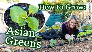 3 Reasons You'll Love Growing Bok Choy, Tatsoi, Mizuna & Other Asian Greens + Growing Tips