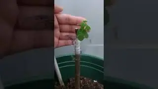 Longue d'Aout (LdA) Fig tree; Propagating this LdA fig tree; September 11, 2024