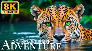 Exciting Wildlife Adventure 8K ULTRA HD 🐾 Relaxing Wildlife Film With Inspiring Piano Sound