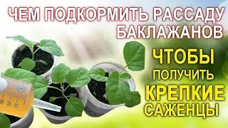 Чем подкормить рассаду баклажанов, чтобы получить крепкие и красивые саженцы