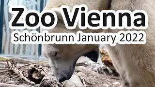 Sony ZV-1 Captures the WILD Beauty of Vienna Zoo Schönbrunn