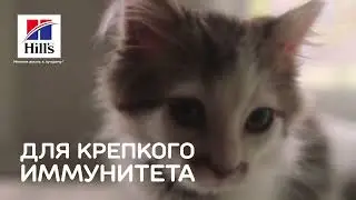 Здоровье котёнка начинается с науки