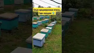 Ходят слухи,  что среднерусские пчелы не дают житья соседям. ..