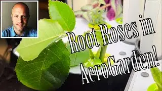 Rooting Store-bought Roses in AeroGarden!