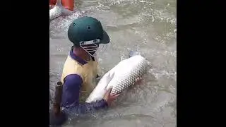 Monster Rohu Fish Put Into Bag | Traditional Net Fishing Videos| KingFisher #Shorts