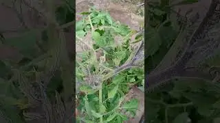 Сидят как синюшки! Томаты после высадки рассады стали фиолетовые. Что это и как исправить?