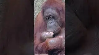 Heartwarming Kisses For Baby Orangutan #shorts