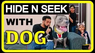 Hide n Seek with our Dog Brody an American Bully | Family Funny Videos | Harpreet SDC