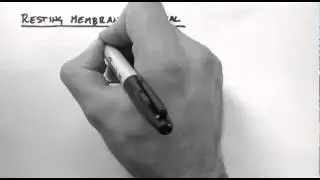 Action Potentials 1 - Resting Membrane Potential