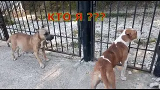 Самая крутая собака в мире, Боец №1, это Амстафф, Беременная собака, нам скоро рожать. Как Тяжело.