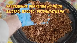 разведение опарыша из яйца, быстро просто результативно