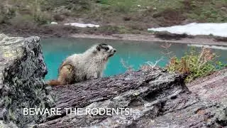 Cracker Lake, Glacier National Park - June 2023