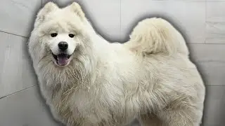 Samoyed dog hardly survives his grooming appointment