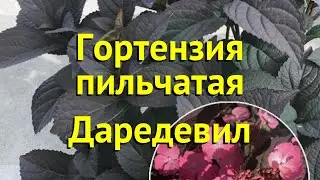 Гортензия пильчатая. Краткий обзор, описание характеристик hydrangea serrata daredevil