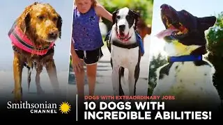 10 Dogs w/ Incredible Abilities! 🐶 Dogs With Extraordinary Jobs | Smithsonian Channel