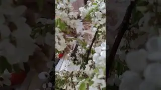 Жаль невозможно передать аромат. Абрикос и Ры в акации.