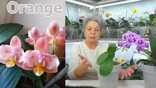 The answer to the MOST IMPORTANT QUESTION - when can orchids be replanted? Life after transplant.