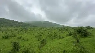 Relaxing sound of Rain, Bird Sounds & 4k video of Spring rainy Nature