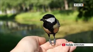Чем прикормить птиц