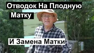 | Пасека #137 Отводок на Плодную Матку и Замена Матки Почему я так Делаю Пчеловодство для начинающих