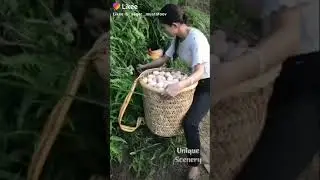 собирает куриные яйца на ферме