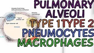 Biology Help: Pulmonary Alveoli - Cells of Alveoli - Type 1 - Type 2 - Pneumocytes - Macrophages