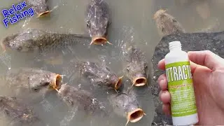 🐟 Реакция рыбы на АТТРАКТАНТ 