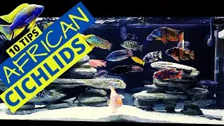 Top 10 African Cichlid Tank Essentials Every Aquarist Needs