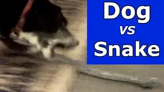 Prank Your Dog ~ Make Dog Bark ~ Dog Prank Fake Snake