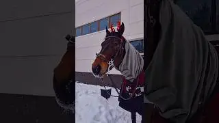 Очень атмосферно! #horse #horseriding #конкур #конныйспорт #лошади #winter #зима #equestrian