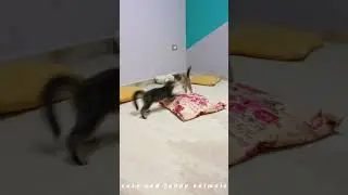 Funny and Cute Cats And Dogs Video 😍😂