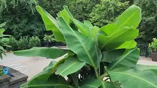 Growing Dwarf Cavendish Banana Trees