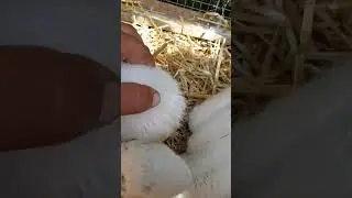 Копчиковая (надхвостная) железа у аистов 