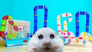 WORLDS LARGEST HAMSTER MAZE -Obstacle course!